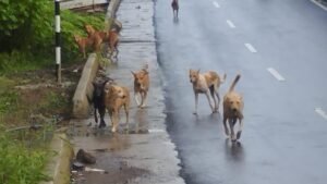 11073 26 7 2026 19 10 2 1 27TVKZ1 DOG odZkwq