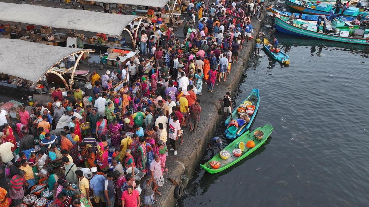 When sea food edged out catch from river 4 DJI 20260621061005 0209 D CtO666