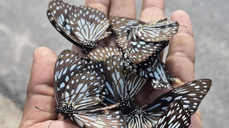 West zone districts witness large-scale movement of butterflies; roadkill ends migration of hundreds midway 10 2085 18 10 2026 20 11 14 1 DARKBLUETIGERBUTTERFLIES bPOwQQ