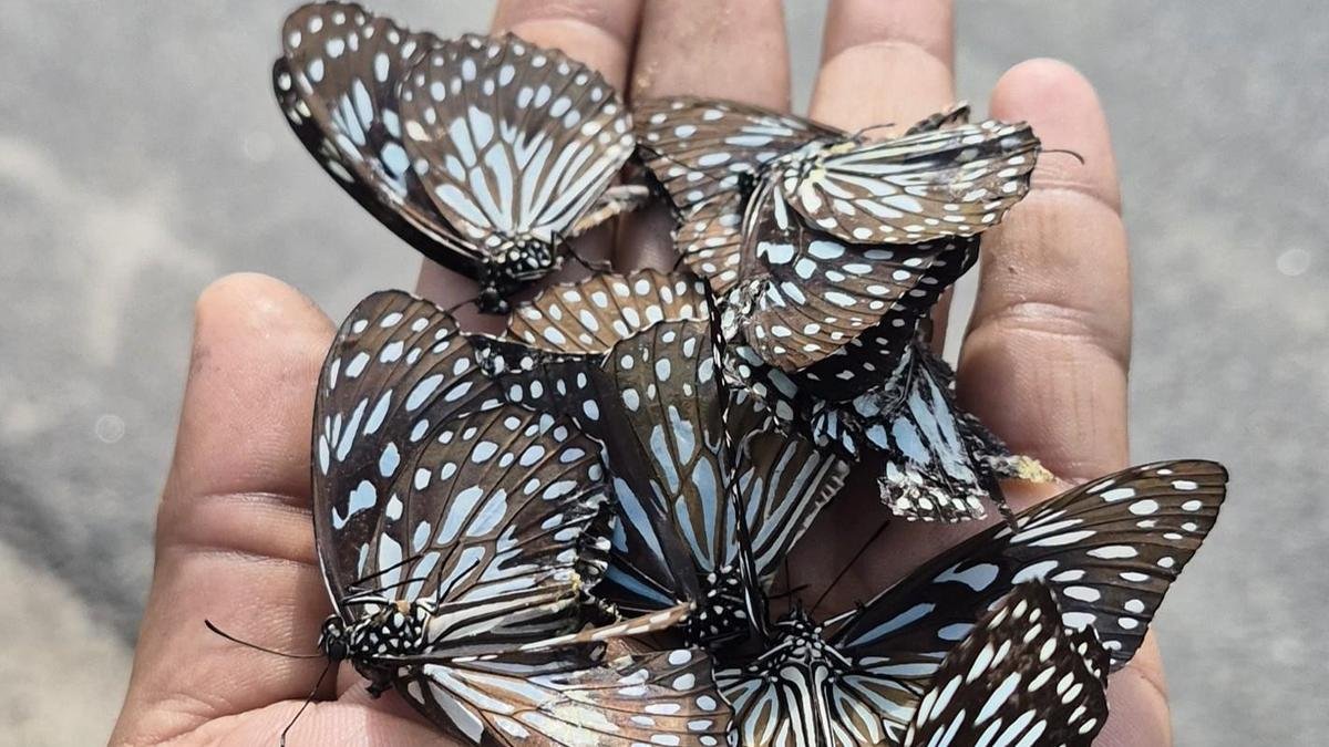 West zone districts witness large-scale movement of butterflies; roadkill ends migration of hundreds midway 1 2085 18 10 2026 20 11 14 1 DARKBLUETIGERBUTTERFLIES bPOwQQ