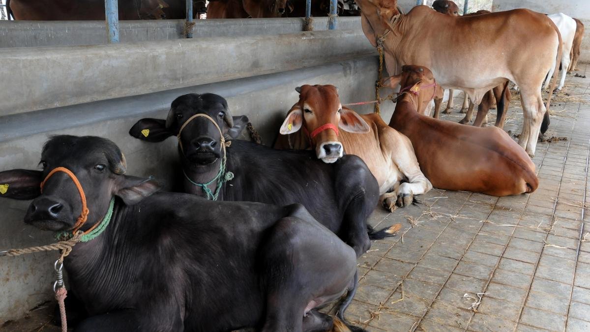 Trio gets life sentence for cow slaughter in Gujarat, court cites Manusmriti on cow’s significance 1 Indian Cow Breeder 42 L265ck