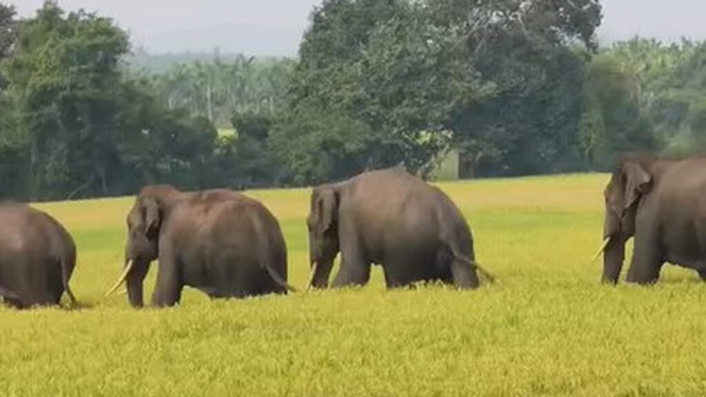 Wild20elephants20 bHyJSg